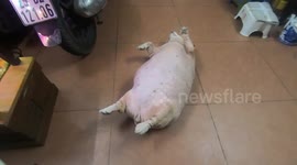 This Super Fat Corgi Dog is oversized with a body like a pig with a weight of 36kg in Vietnam