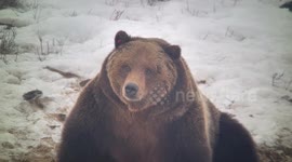 Bear Falls Through The Ice