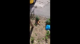 Cat Deftly Climbs Tree for Treat