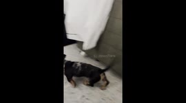 There's A Strange Dog In That Glass