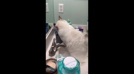 Cat Has Great Dental Hygiene