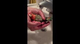 Lovebird Gets a Spa Day