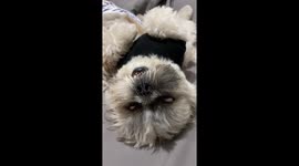 Dog Sleeps With Eyes Half Open