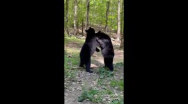 Baby Bears Play Together