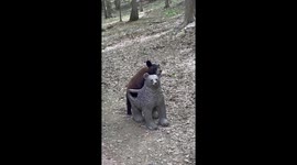 Bear Cub Enjoys Sitting in Bear Chair