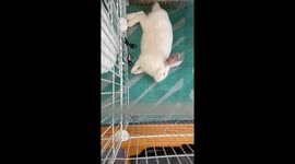 This Bunny Is a Very Active Sleeper