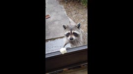 Raccoon Gets Marshmallow Treat