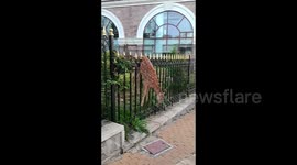 Passersby rescue distressed deer trapped on railing in northern China