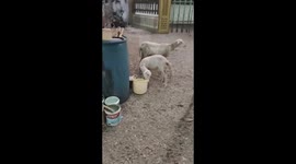 unique goat eats plastic bucket