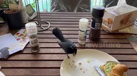 Cheeky Willie Wagtail steals croissant crumbs and cheese from my breakfast plate.