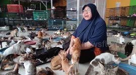 Meet Dita Agusta, incredible Indonesian woman taking care of 800 stray cats