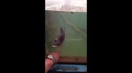 Funny aquarium fish screaming at me and trying to eat my finger