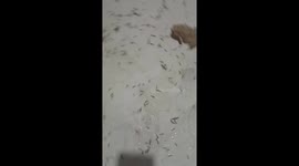 Four toads suddenly appeared to help the woman clean up the thousands of winged ants that were attacking her house
