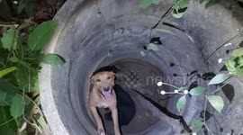 Hero villager climbs down 10ft deep well to rescue dogs stuck inside