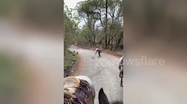 Fearless cowboy drags python by tail off road in Mexico