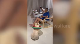 Pet French Bulldog patiently asks grandfather for his chair so he can sleep