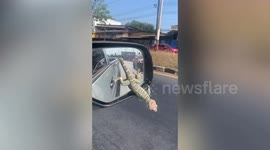 Determined tokay gecko clings onto moving car's wing mirror