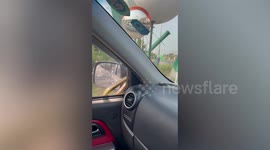 Wild tree snake coils around side mirror of moving car