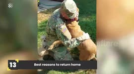 Dogs are man's best friend