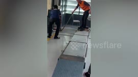 Brave mechanics help catch wild python that slithered into repair shop