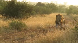 Beautiful moments spent with a majestic male lion during early morning in African wild