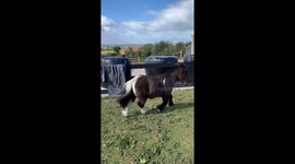 Sassy mini-horse tries telling his owner he doesn't want to trot