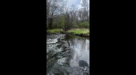 Turtles Tumble Over River Rocks
