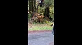 Turkey Hates The Car