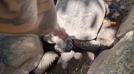 Giant Tortoises Love Head Scratches