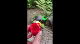 Flying Friends Share A Sweet Snack