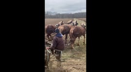 Amish Man Plows Field With Horses