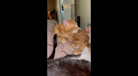 Cat Gets Slapped For Messing With Tail