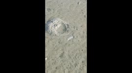 Sea Creature Pulled From Dakhla Sand