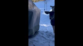 Cat and Deer Meet Each Other