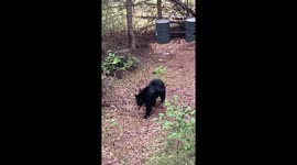 Black Bear Spots Hunters in Tree