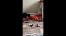 Little Robot Tries to Play With Cats