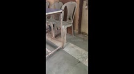 Cat chasing a mouse