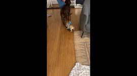 Dog Walks The Dog