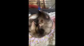 A Peek Inside an Opossum’s Pouch