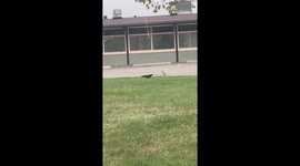 Crow Playfully Pesters Bunny