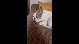 Frenchie Sings Along to 'Old MacDonald'