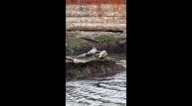 Seals Play Patty Cake