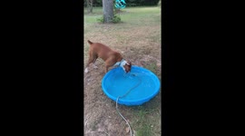 Dog Plays With Hose in Kiddie Pool