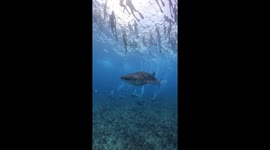 Dozens of Divers Swim Around Whale Shark