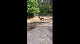 Alpacas Enjoy a Cold Shower on a Hot Sunny Day