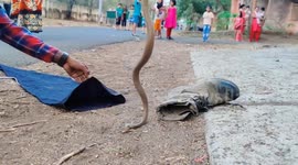 Hiss in boots: Aggressive cobra found hiding inside shoe