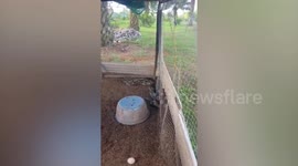 Large python found coiled inside coop while terrified ducks tremble in the corner