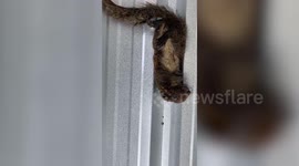 Electrocuted squirrel springs back to life when kind workers give it CPR