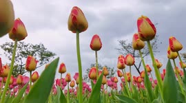 Tulips in Full Bloom at A Botanical Garden in Ningbo, China