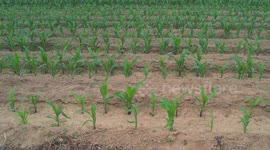 Corn Seedlings In A Field In Taian, Shandong, China